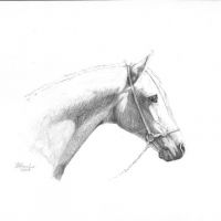 Bandos, arabian horse, 18x24 cm